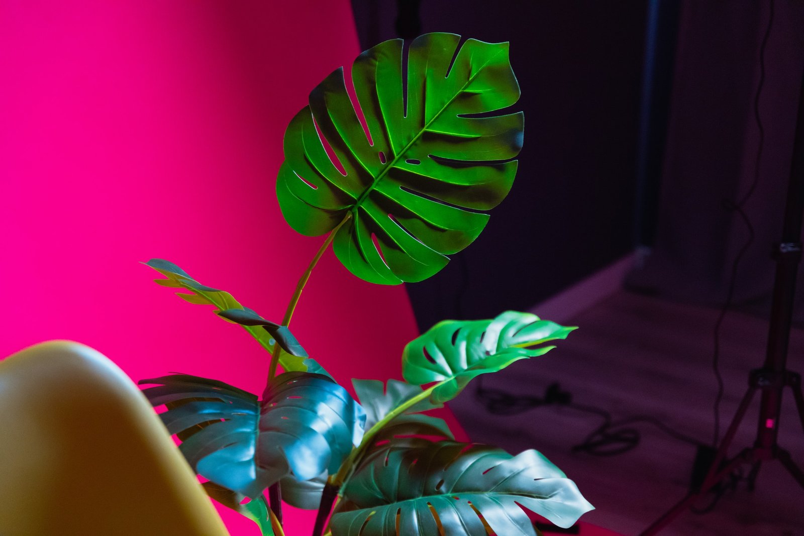 magenta wall interior design viva magenta